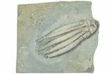 Fossil Crinoid (Scytalocrinus) - Indiana #232243-1